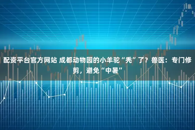 配资平台官方网站 成都动物园的小羊驼“秃”了？兽医：专门修剪，避免“中暑”